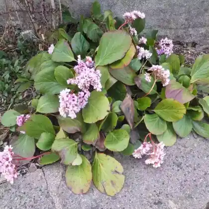 Foto von Dickblatt-Bergenie (Bergenia crassifolia)