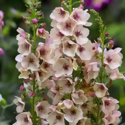 Foto von Königskerze 'Southern Charme' (Verbascum phoeniceum 'Southern Charme')