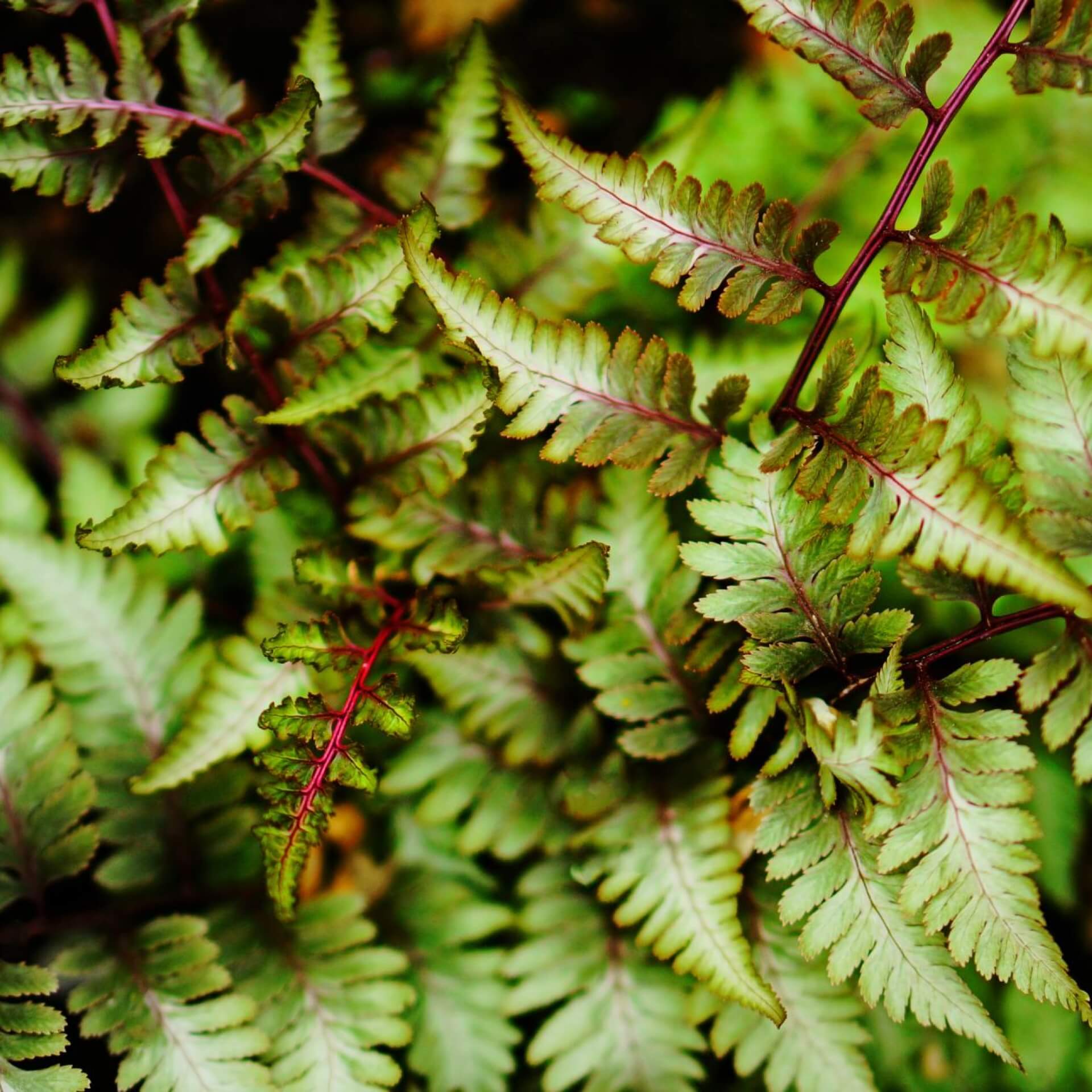 Regenbogenfarn 'Ursula's Red' (Athyrium niponicum 'Ursula's Red')