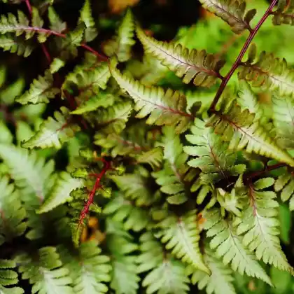 Foto von Regenbogenfarn 'Ursula's Red' (Athyrium niponicum 'Ursula's Red')