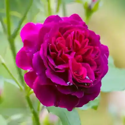 Foto von Englische Rose 'Munstead Wood' (Rosa 'Munstead Wood')