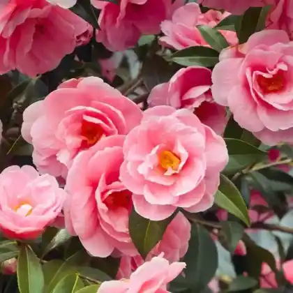 Foto von Japanische Kamelie (Camellia japonica)
