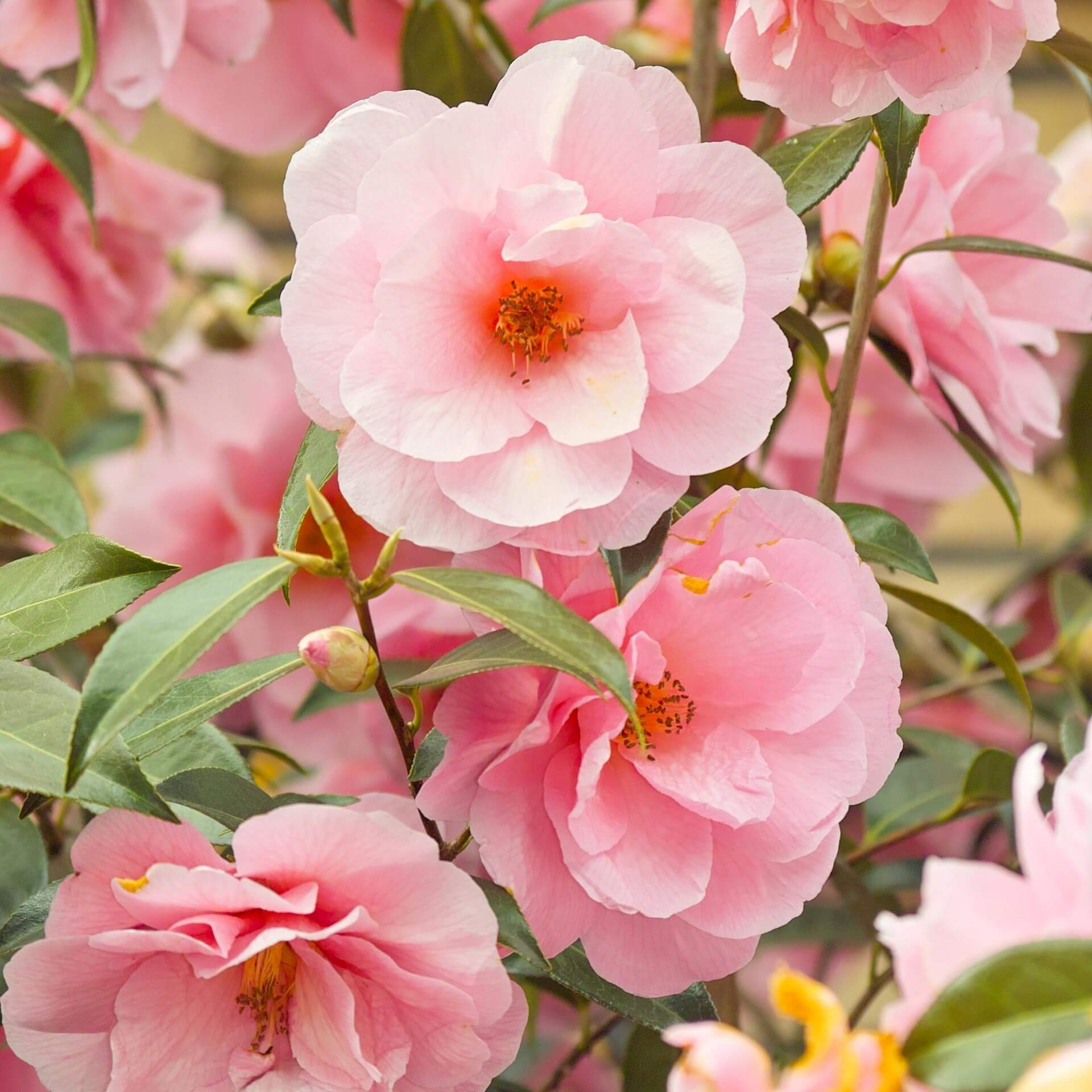 Japanische Kamelie 'Rosa' (Camellia japonica 'Rosa')