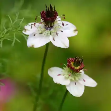 Foto von Jungfer im Grünen 'African Bride' (Nigella damascena 'African Bride')