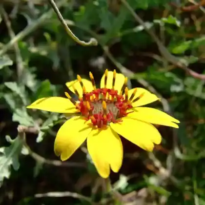 Foto von Schokoladenblume (Berlandiera lyrata)