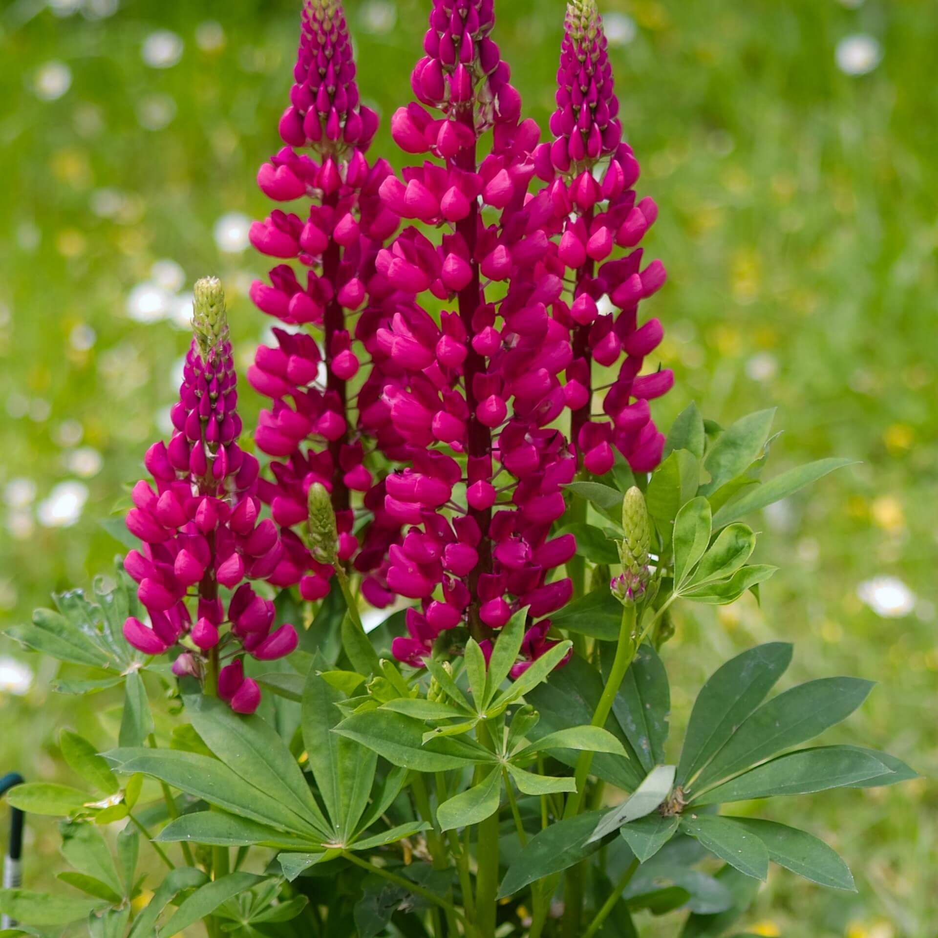Vielblättrige Lupine 'Gallery Red' (Lupinus polyphyllus 'Gallery Red')