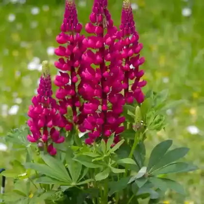Foto von Vielblättrige Lupine 'Gallery Red' (Lupinus polyphyllus 'Gallery Red')