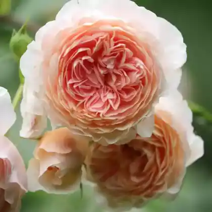 Foto von Englische Rose 'Abraham Darby' (Rosa 'Abraham Darby')