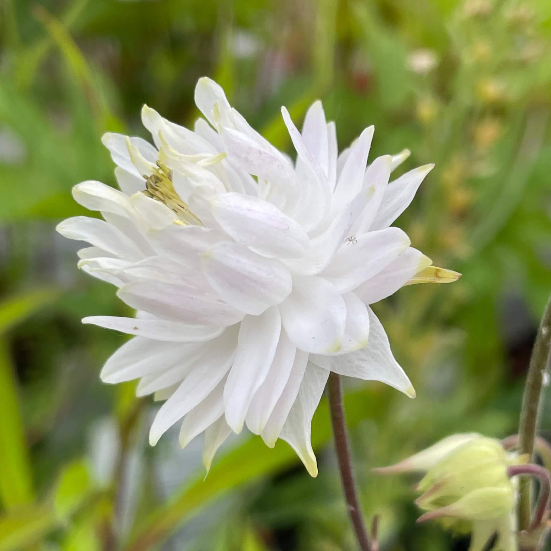 Spornlose Garten-Akelei 'Green Apples' (Aquilegia vulgaris 'Green Apples')