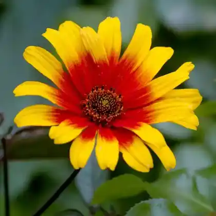 Foto von Sonnenauge 'Burning Hearts' (Heliopsis helianthoides 'Burning Hearts')