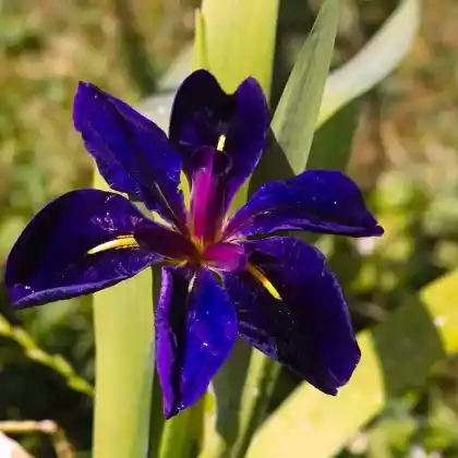 Foto von Loiusiana Iris 'Black Gamecock' (Iris louisiana 'Black Gamecock')