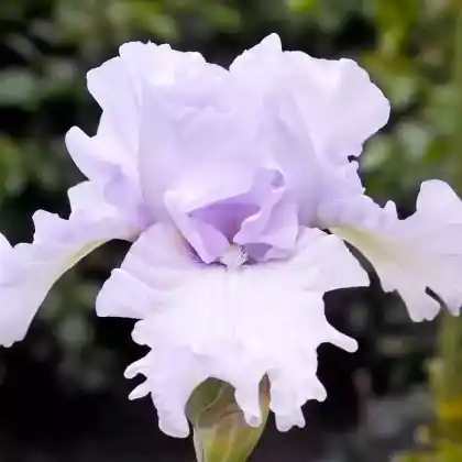 Foto von Hohe Bart-Schwertlilie 'Silverado' (Iris barbata-elatior 'Silverado')