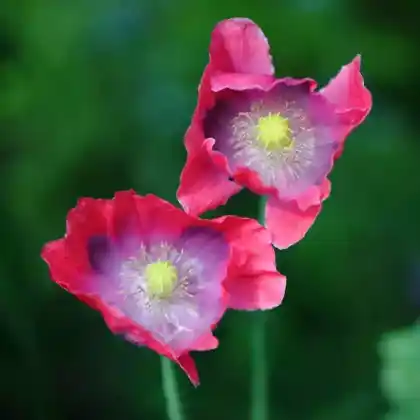 Foto von Schlafmohn 'Hens and Chickens' (Papaver somniferum 'Hens and Chickens')