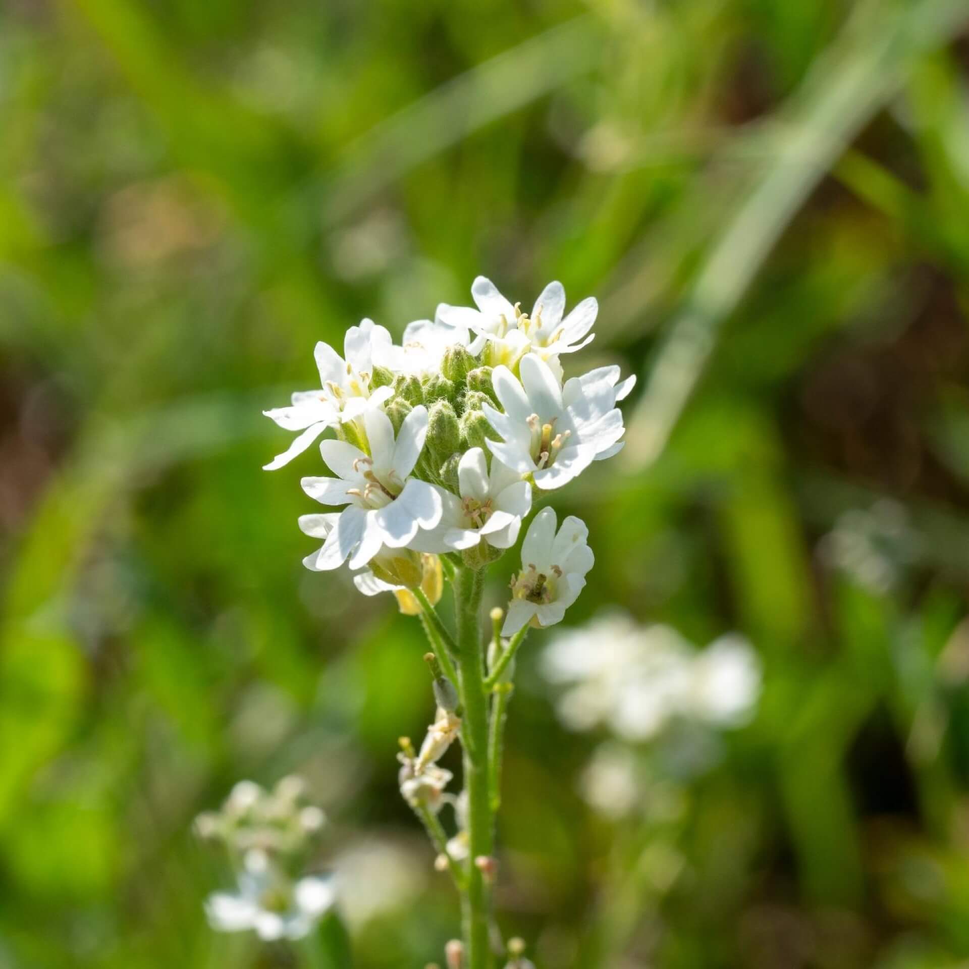 Graukresse (Berteroa incana)