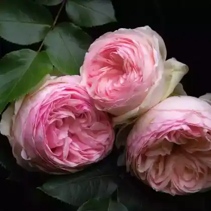 Foto von Strauchrose 'Eden Rose 85' (Rosa 'Eden Rose 85')