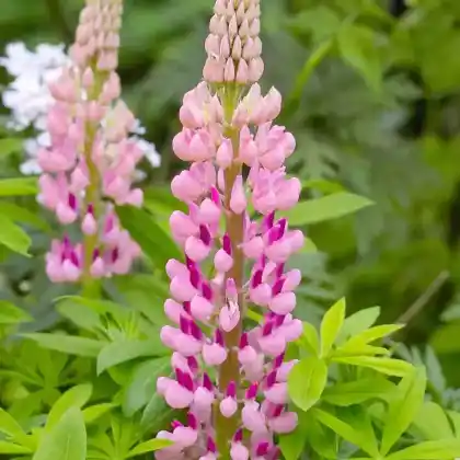 Foto von Lupine 'Gallery Rose' (Lupinus polyphyllus 'Gallery Rose')
