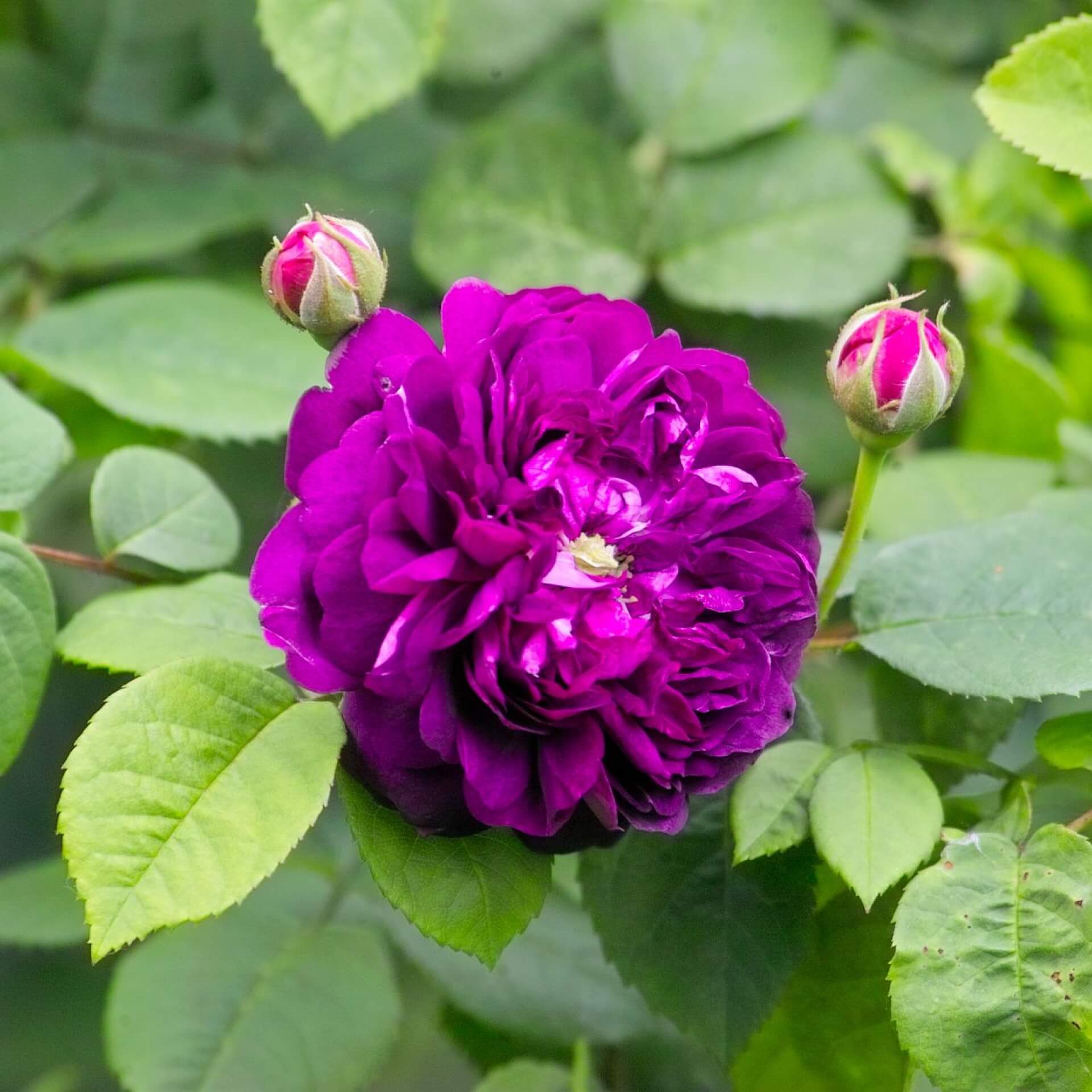 Strauchrose 'Cardinal de Richelieu' (Rosa 'Cardinal de Richelieu')