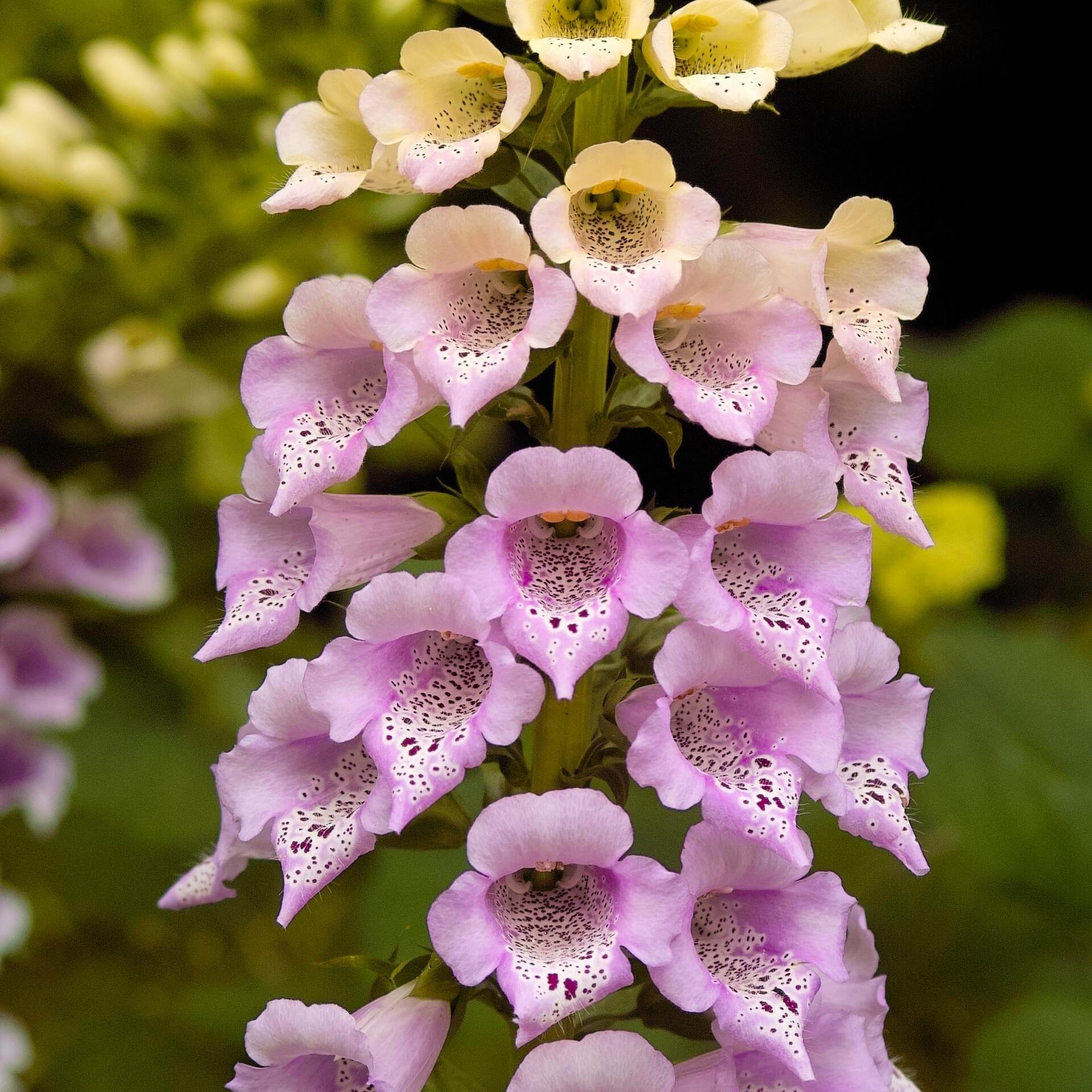 Fingerhut 'Foxy' (Digitalis purpurea 'Foxy')