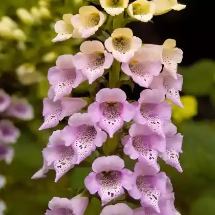 Foto von Fingerhut 'Foxy' (Digitalis purpurea 'Foxy')