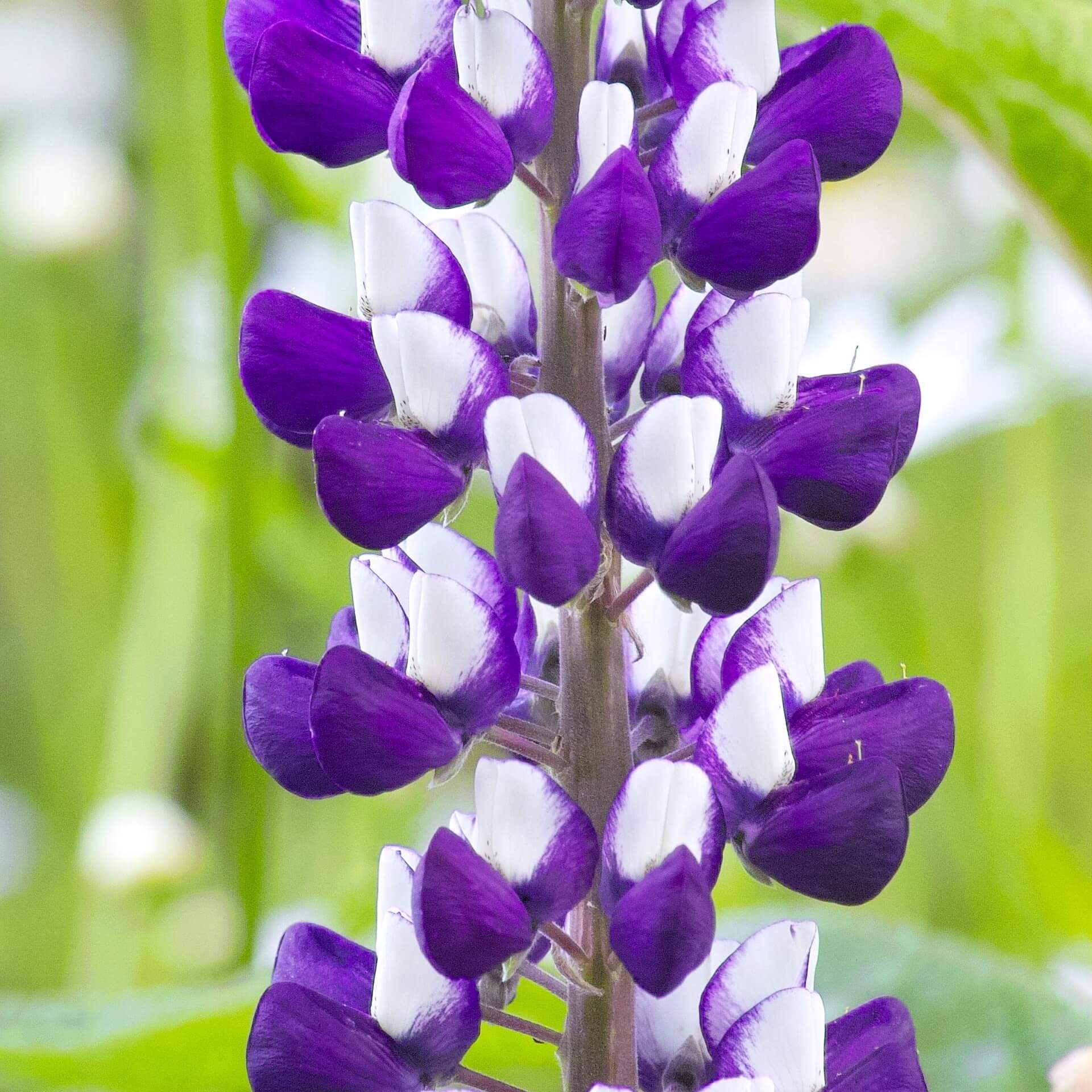 Lupine 'Kastellan' (Lupinus polyphyllus 'Kastellan')