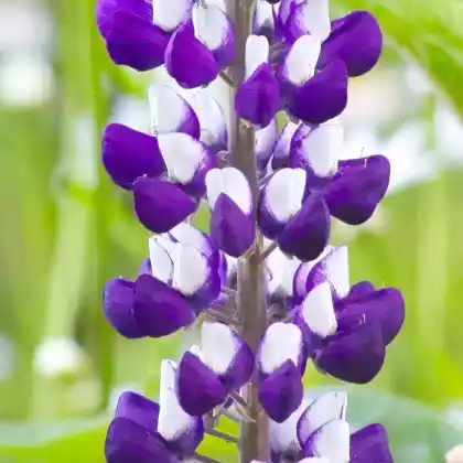 Foto von Lupine 'Kastellan' (Lupinus polyphyllus 'Kastellan')