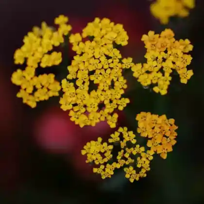 Foto von Schafgarbe 'Desert Eve Terracotta' (Achillea millefolium 'Desert Eve Terracotta')