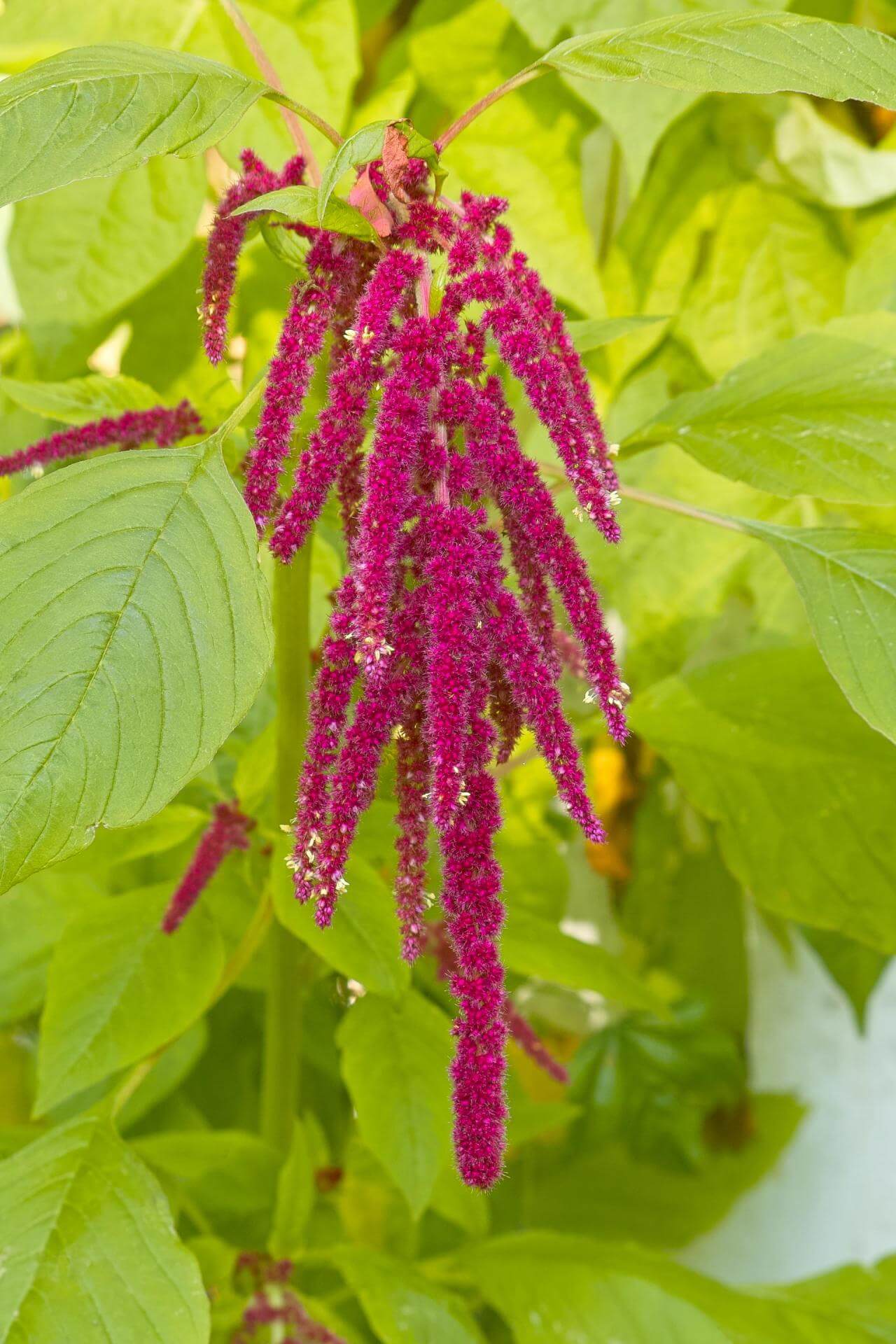 GartenFuchsschwanz / Amaranthus caudatus