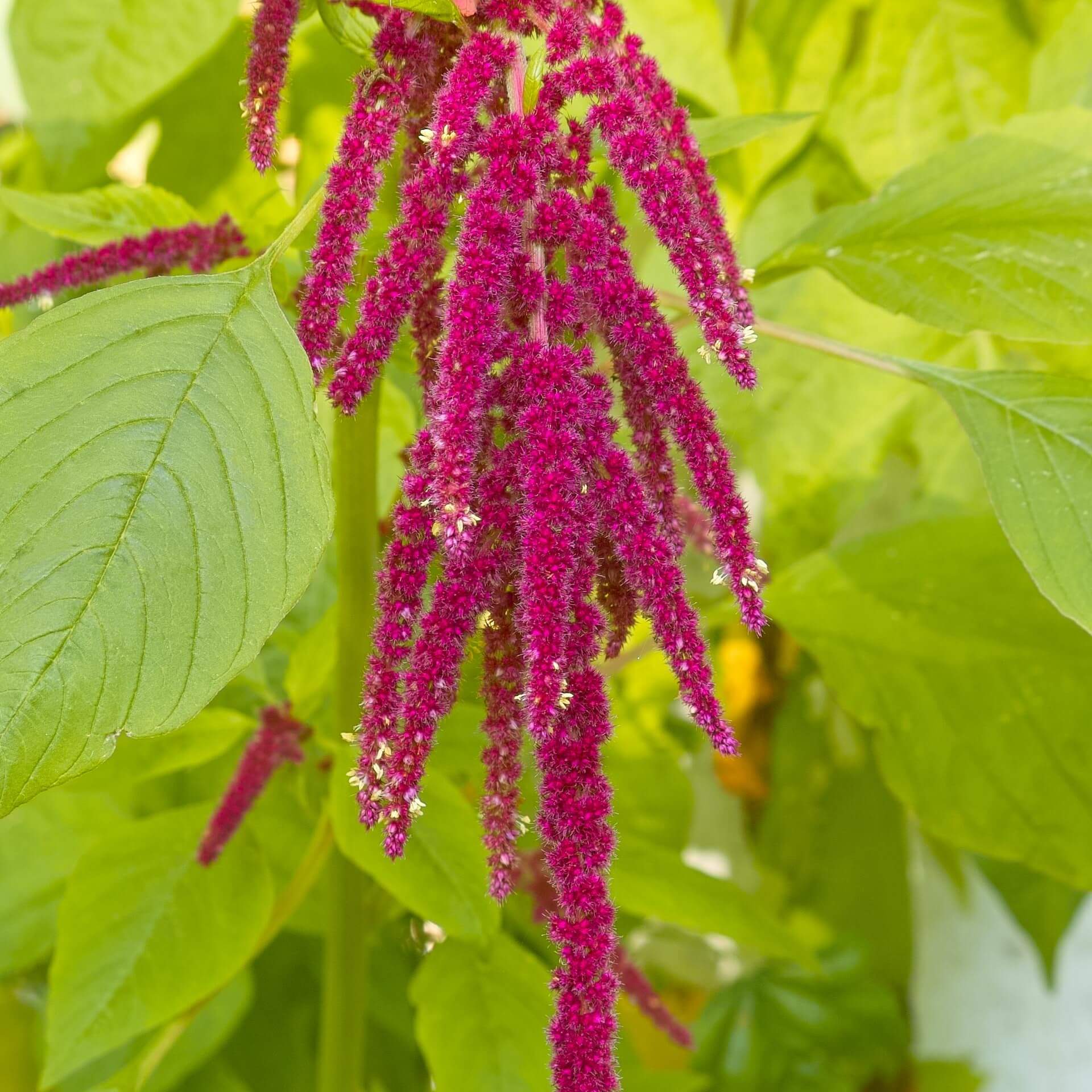GartenFuchsschwanz / Amaranthus caudatus