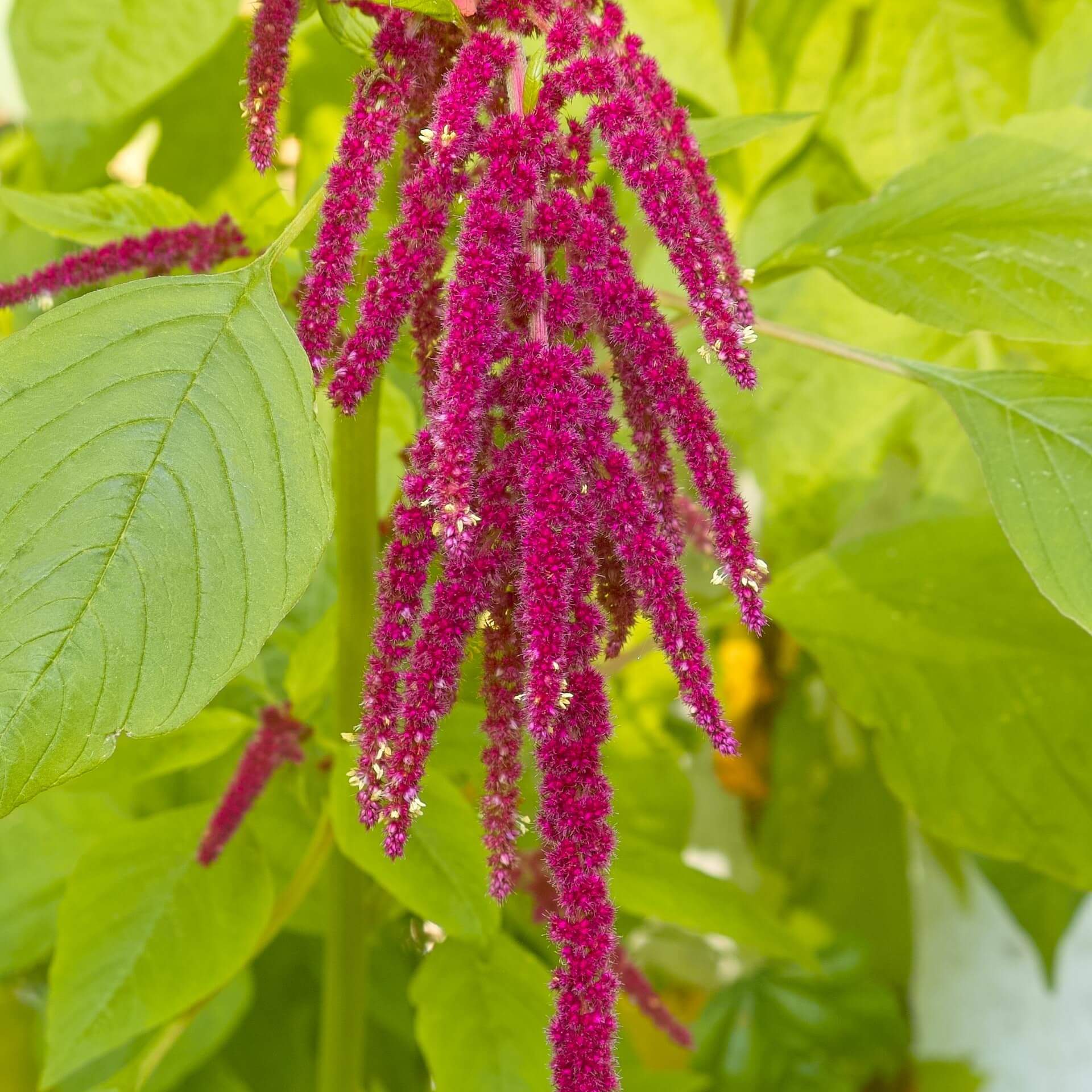 Garten-Fuchsschwanz (Amaranthus caudatus)