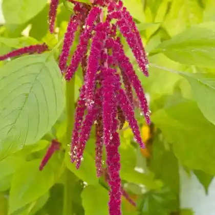 Foto von Garten-Fuchsschwanz (Amaranthus caudatus)