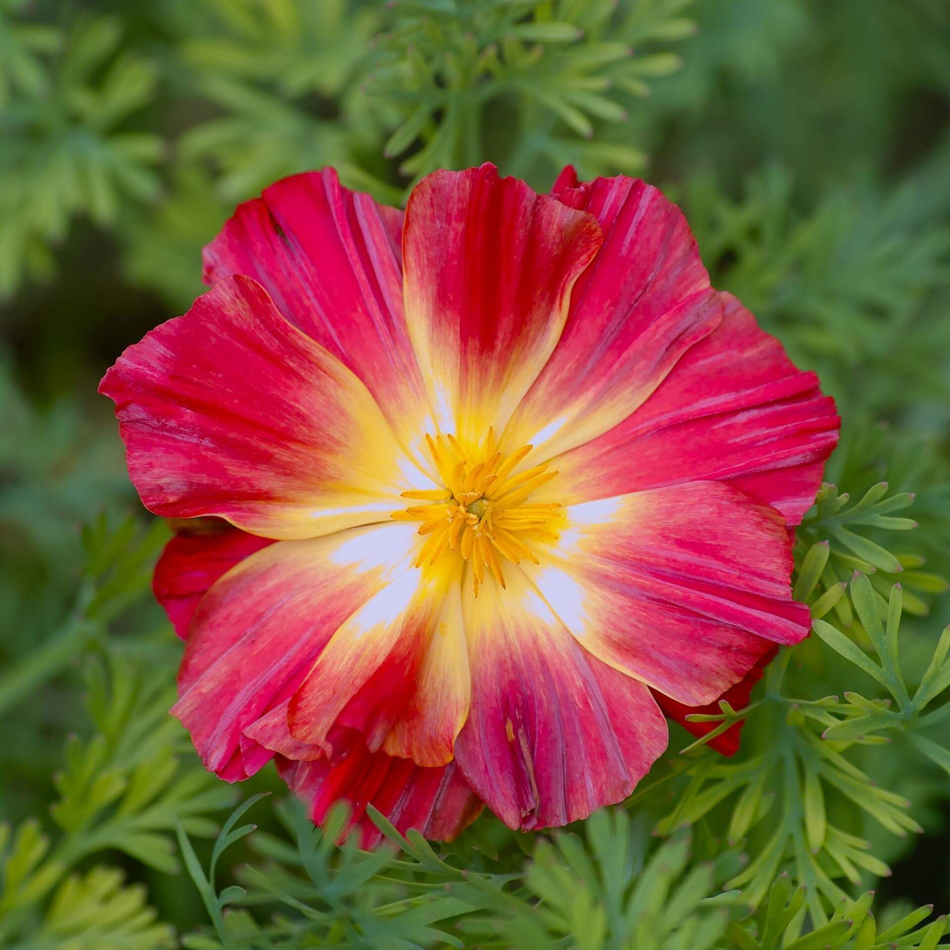 Kalifornischer Mohn 'Cherry Swirl' (Eschscholzia californica 'Cherry Swirl')