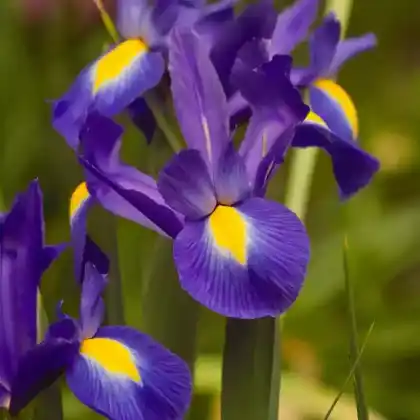 Foto von Holländische Schwertlilie (Iris x hollandica)