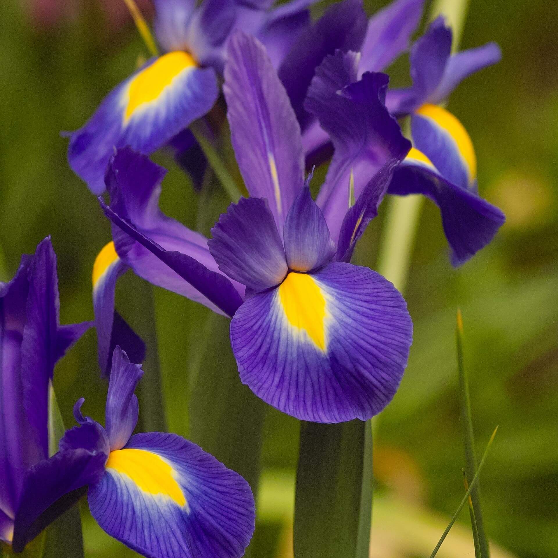 Holländische Schwertlilie / Iris x hollandica