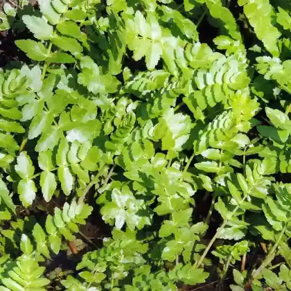 Foto von Berle (Berula erecta)