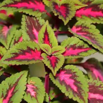 Foto von Buntnessel (Solenostemon scutellarioides)