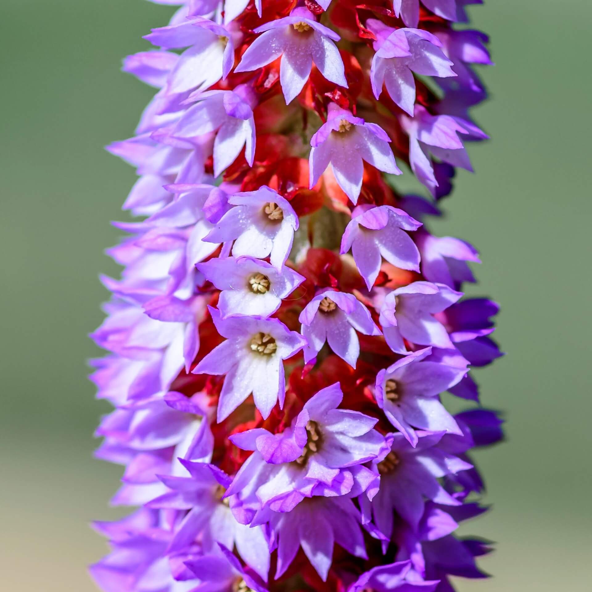 Orchideen-Primel 'Red Hot Poker' (Primula vialii 'Red Hot Poker')