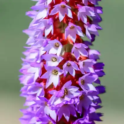 Foto von Orchideen-Primel 'Red Hot Poker' (Primula vialii 'Red Hot Poker')