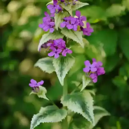 Foto von Einjähriges Silberblatt 'Alba Variegata' (Lunaria annua 'Alba Variegata')