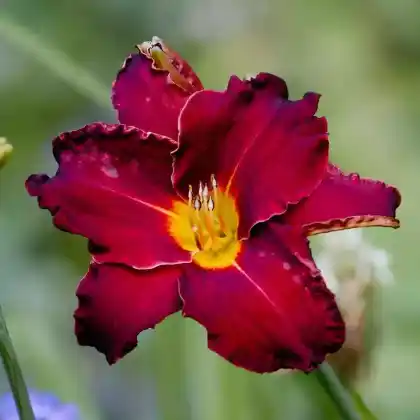 Foto von Taglilie 'Ed Murray' (Hemerocallis x cultorum 'Ed Murray')