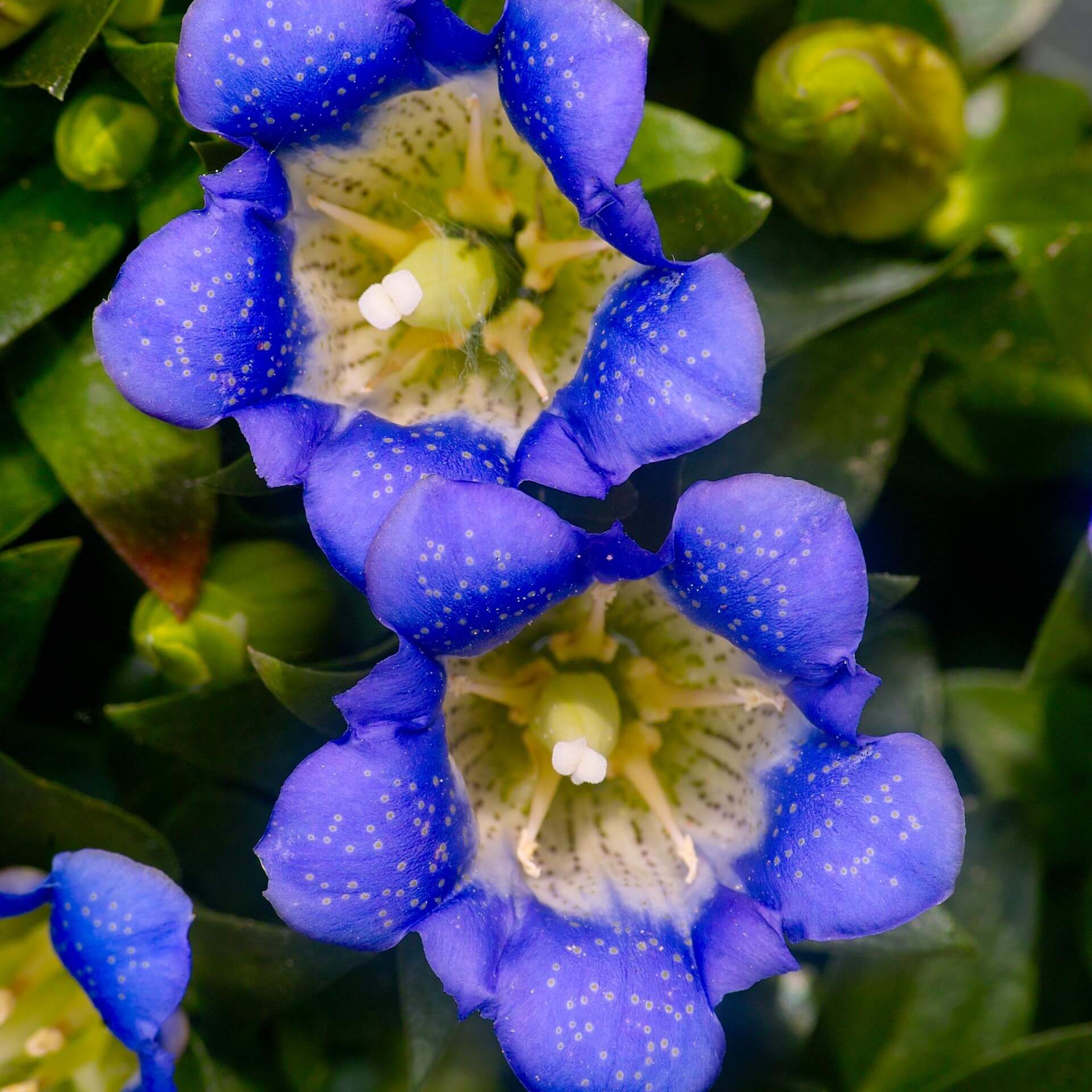 Japanischer Herbstenzian (Gentiana scabra)