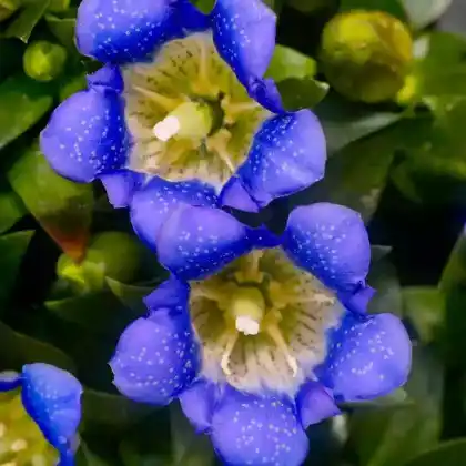 Foto von Japanischer Herbstenzian (Gentiana scabra)