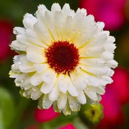 Foto von Ringelblume 'Snow Princess' (Calendula officinalis 'Snow Princess')