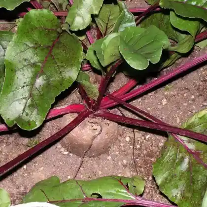 Foto von Rübe (Beta vulgaris)