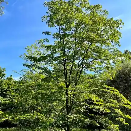 Foto von Carolina-Rosskastanie (Aesculus x neglecta 'Erythroblastos')