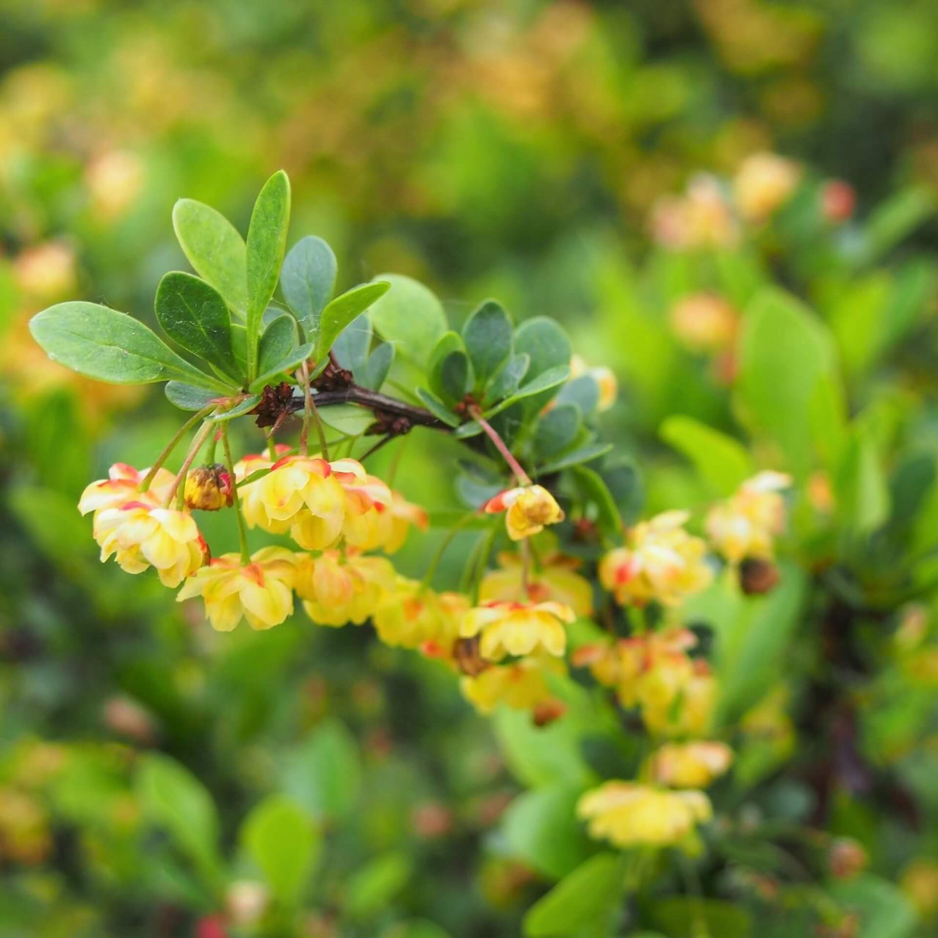 Polster-Berberitze 'Nana' (Berberis buxifolia 'Nana')