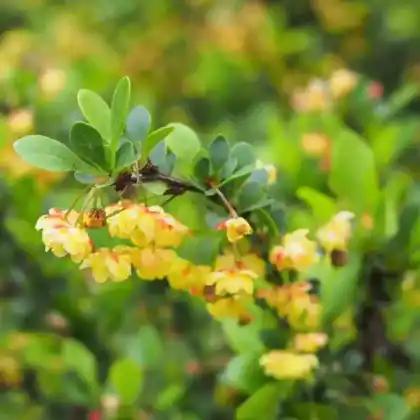 Foto von Polster-Berberitze 'Nana' (Berberis buxifolia 'Nana')
