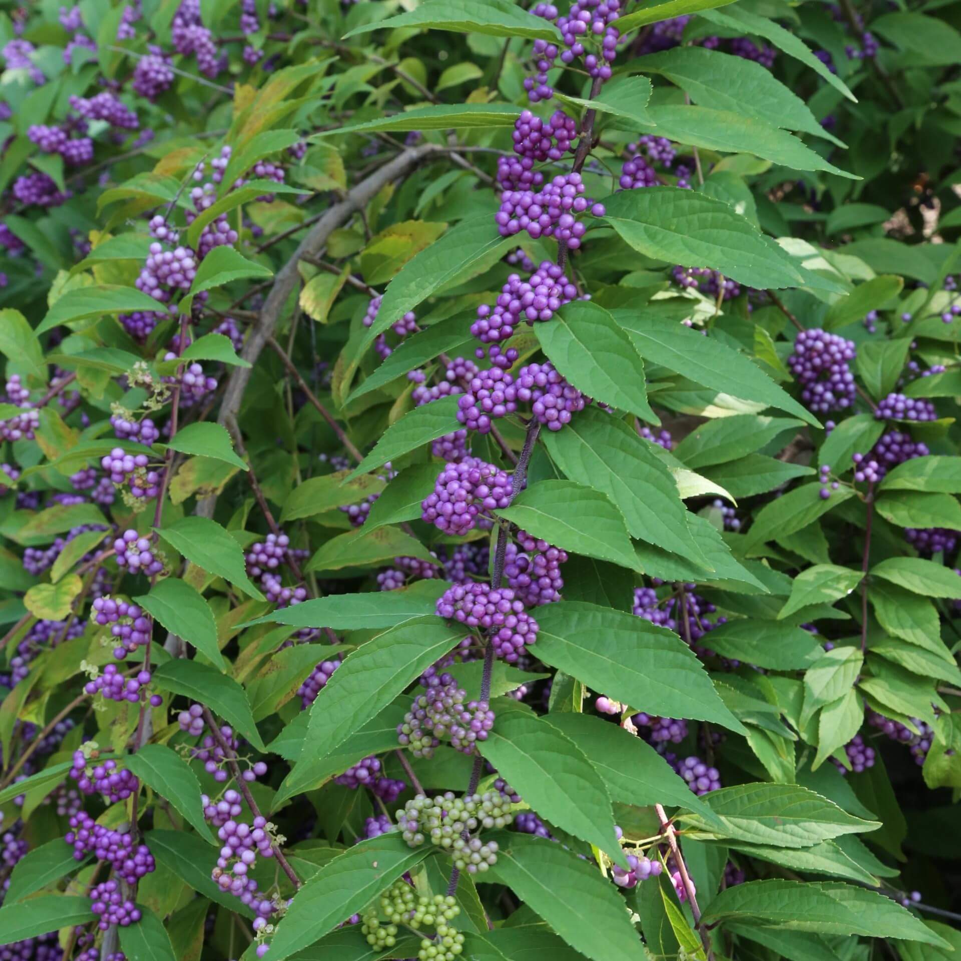 Amerikanische Schönfrucht (Callicarpa americana)