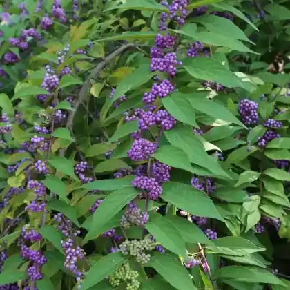 Foto von Amerikanische Schönfrucht (Callicarpa americana)