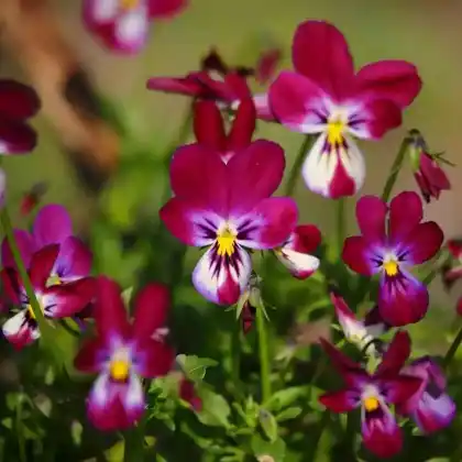Foto von Hornveilchen 'Bunny Ears' (Viola cornuta 'Bunny Ears')