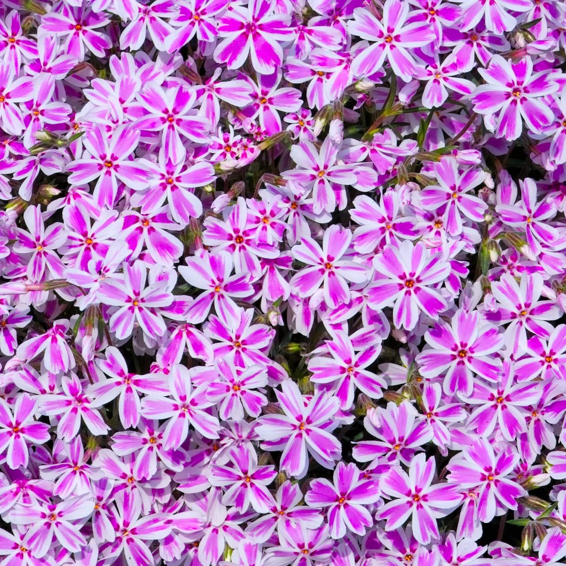 Teppich-Flammenblume 'Candy Stripes' (Phlox subulata 'Candy Stripes')